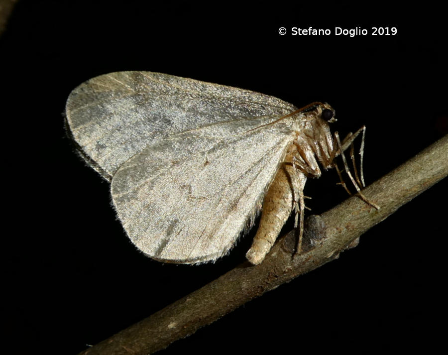 piccola falena di febbraio: Operophtera brumata, maschio (Geometridae)